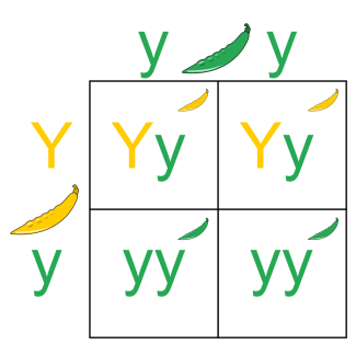 Punnett Square illustration 