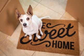 dog on welcome mat