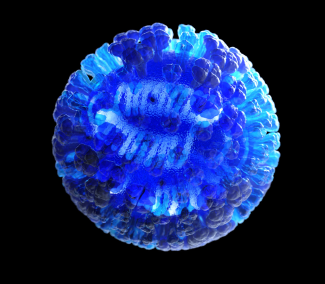 influenza virus 