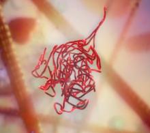 virus reproducing 