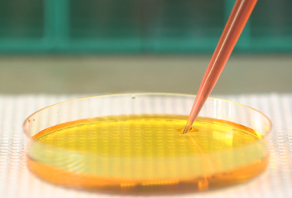 Petri dish of chick cells