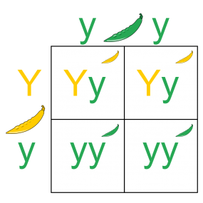 Punnett Square illustration