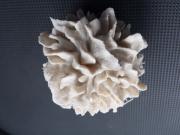 Dendritic cell 3D