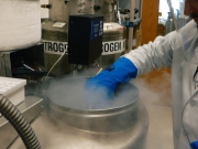 lab tech at liquid nitrogen freezer 