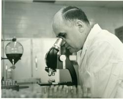 Dr. Hilleman looking through microscope