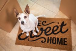 dog on welcome mat