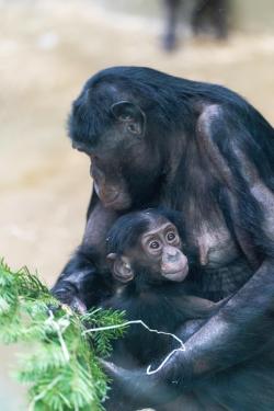 chimp with baby