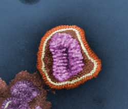 influenza virion